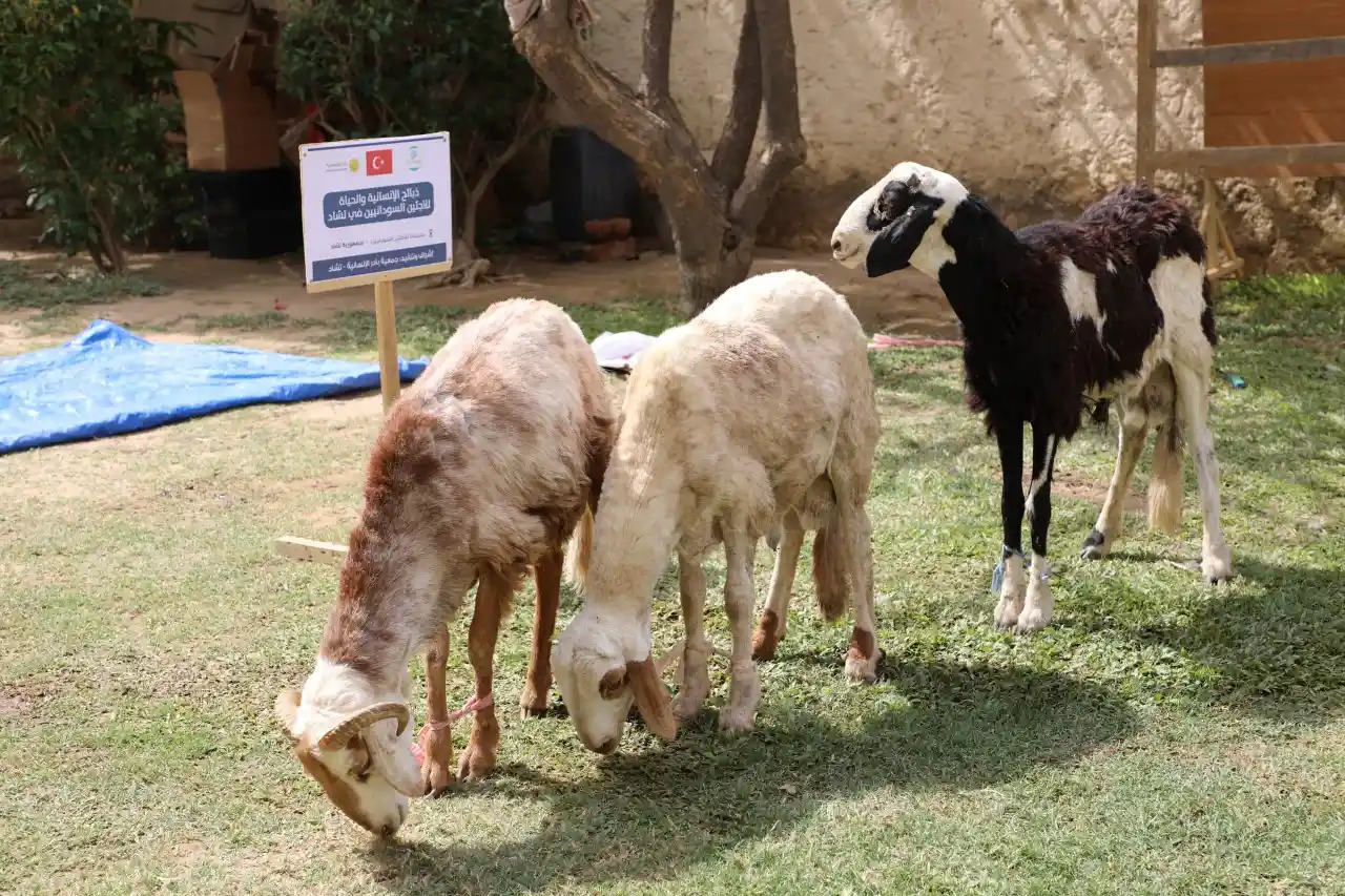 مشروع ذبائح اللاجئين السودانيين في تشاد